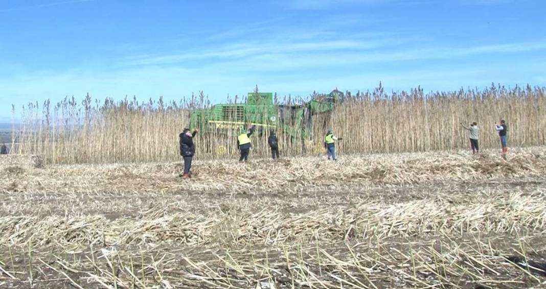 İlk hasat alındı: Kozmetikten tekstile birçok sektörde doping etkisi yapacak! Türkiye'de ilk kez uygulanıyor 2